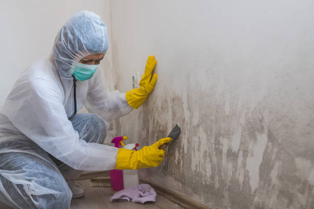 Best Asbestos and Lead Testing During Mold Inspection  in Benton, KY