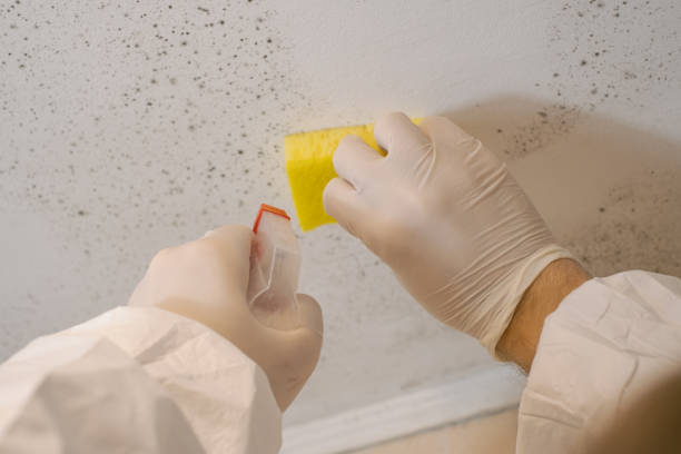 Best Mold Remediation for Healthcare Facilities  in Benton, KY