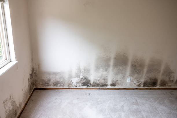 Best Mold Odor Removal Services  in Benton, KY